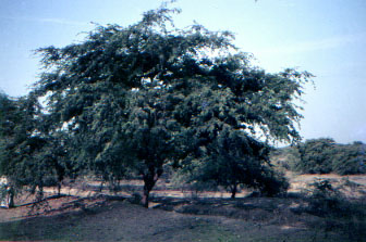 Imagen [Prosopis chilensis]