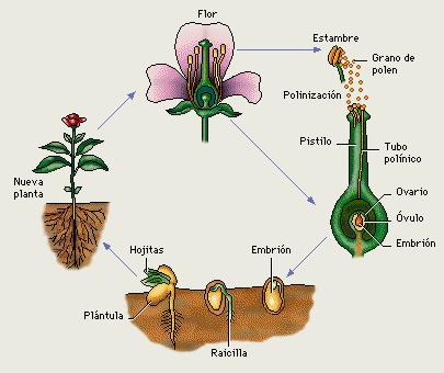 Fases De Reproduccion De Las Plantas Con Semillas