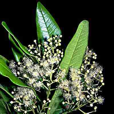 Pimenta dioca: Allspice flowers