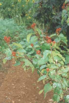 Bixa orellana: Annatto plant