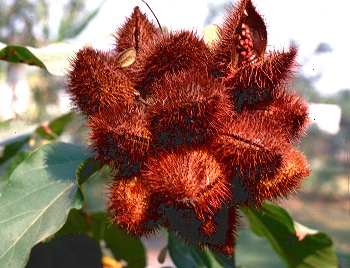 Bixa orellana: Annatto fruits