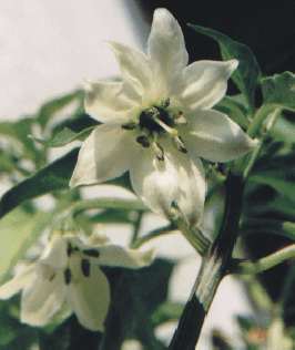 Capsicum annuum: Paprika Flower