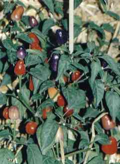 Capsicum annuum: Chinese five-coloured paprika