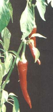 Capsicum annuum: European spicy paprika