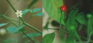 Capsicum annuum: Chiltecpin, flower and fruit