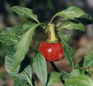 Capsicum annuum: Hungarian cherry pepper
