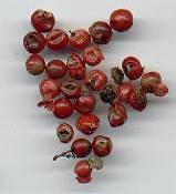 Schinus molle/terebinthifolius: Pink pepper berries