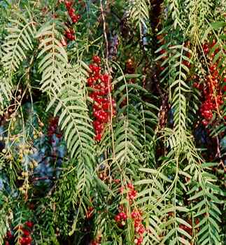 Schinus molle: Fruiting Pink Pepper Tree